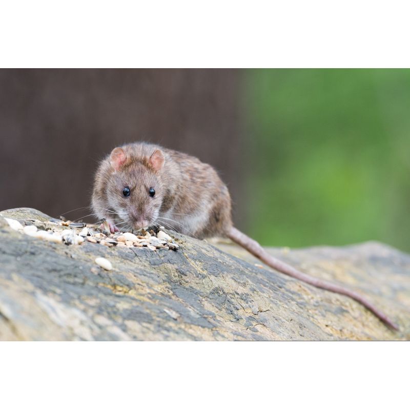 Insecticides, rodonticides et répulsifs